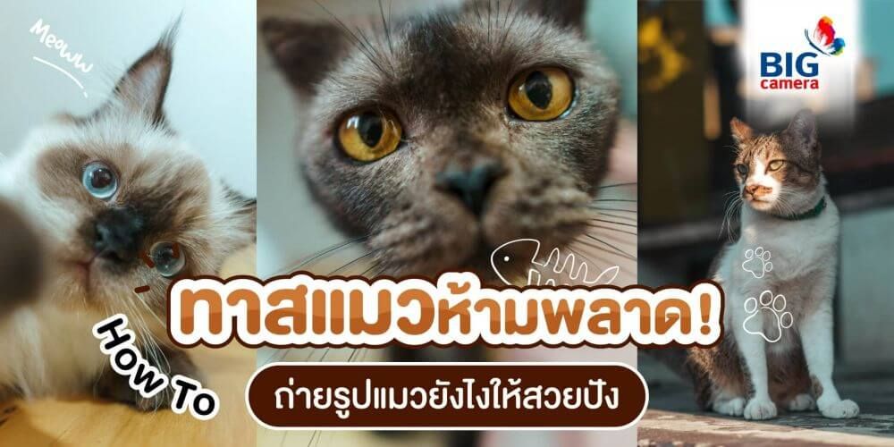 ทาสแมวห้ามพลาด!! How To ถ่ายรูปแมวยังไงให้สวยปัง