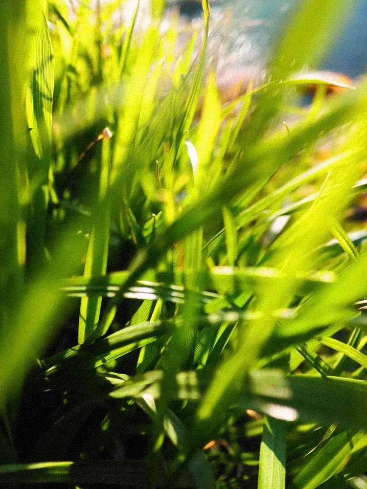 Fujifilm X-Half